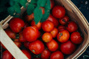 Fresh Tomatoes in a Basket