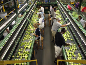 Today's Tomato Inspection Line