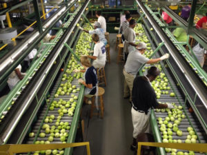 Today's Tomato Inspection Line