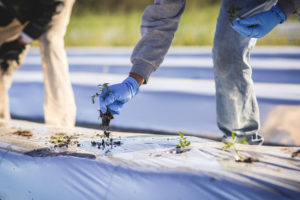 Workers Planting Tomoato Seedlings