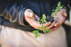 Worker Holding Tomato Seedlings