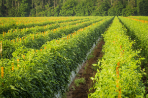Gorgeous Seaside Grown Farmland