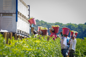 Workers Carrying Buckets of Tomatoes