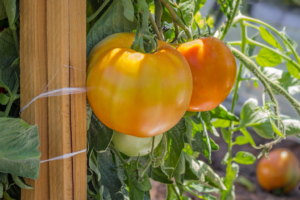 Unripened Tomatoes on the vine